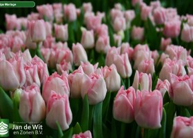 Tulipa Mariage ® (2)